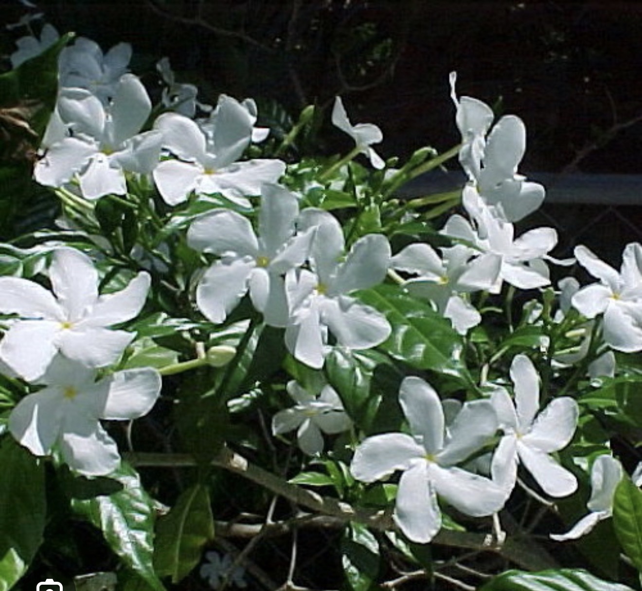 الدكتورة منال دغلاوي